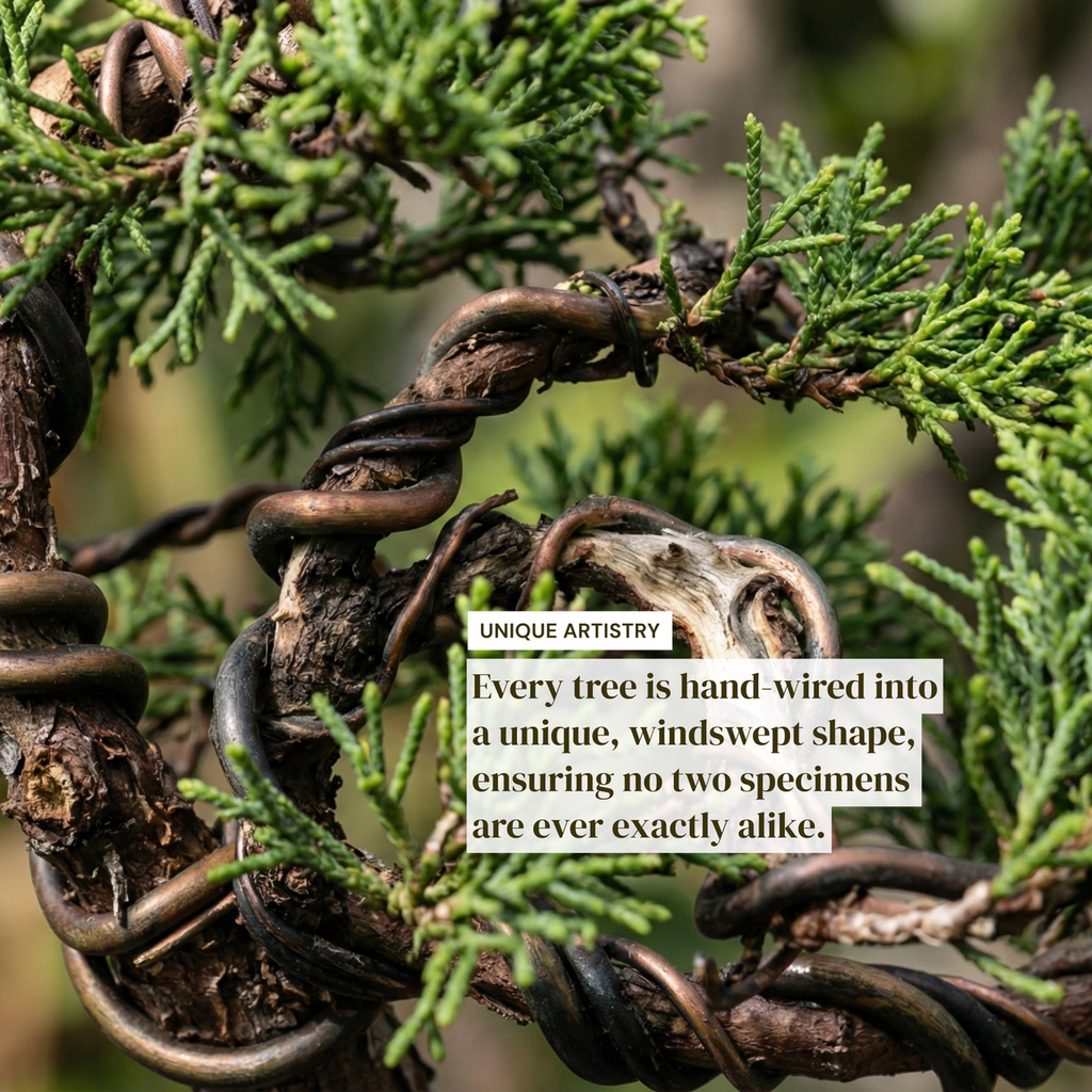 Wired Shimpaku Juniper Bonsai Tree - Artistic Twisted Trunk Juniperus chinensis,Hand-Styled Artistic Juniper Bonsai,Live Mini Bonsai