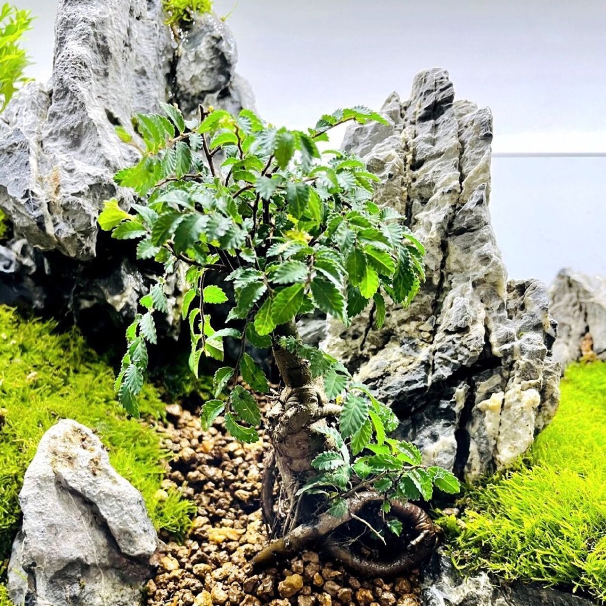 Chinese Elm Bonsai Tree