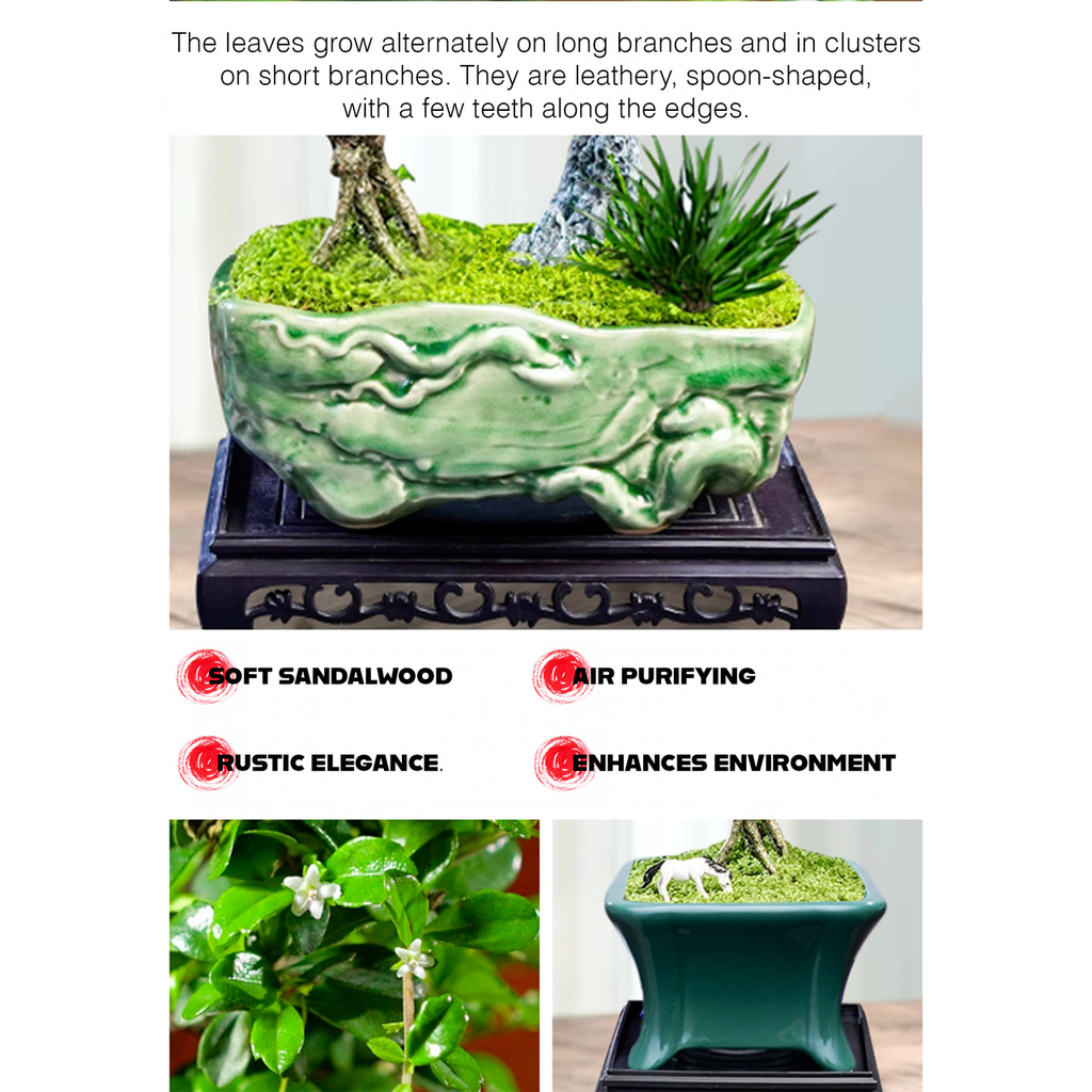 Mini Fukien Tea Bonsai