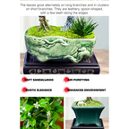 Mini Fukien Tea Bonsai