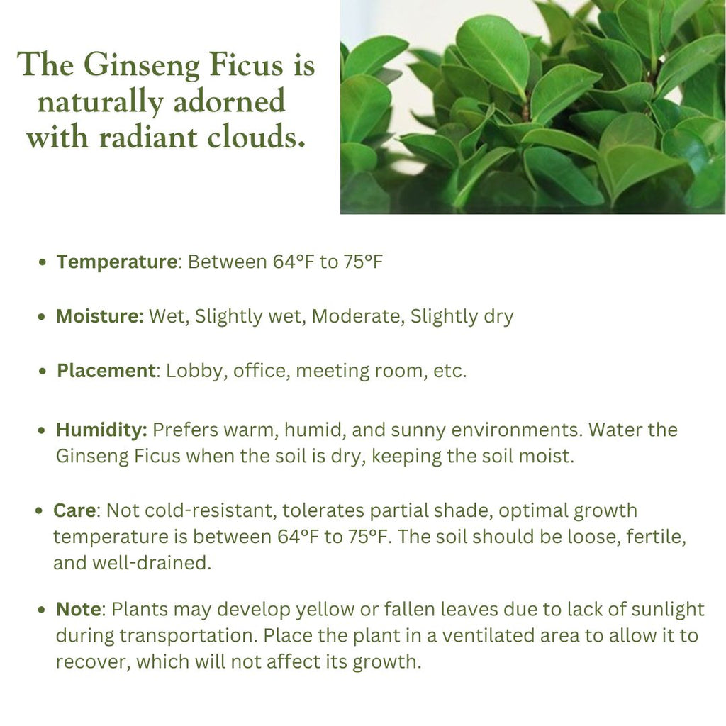 Ginseng Ficus Bonsai