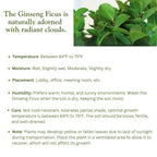Ginseng Ficus Bonsai