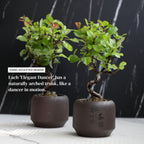 Mini Quince Bonsai