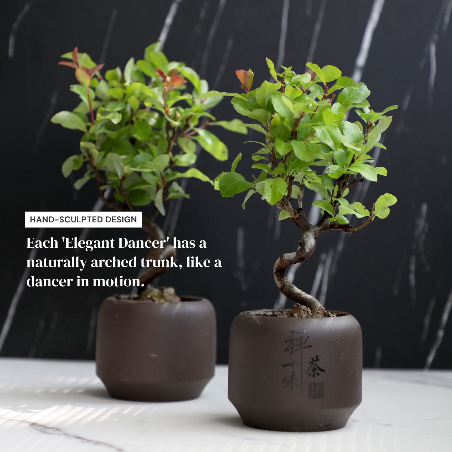 Mini Quince Bonsai
