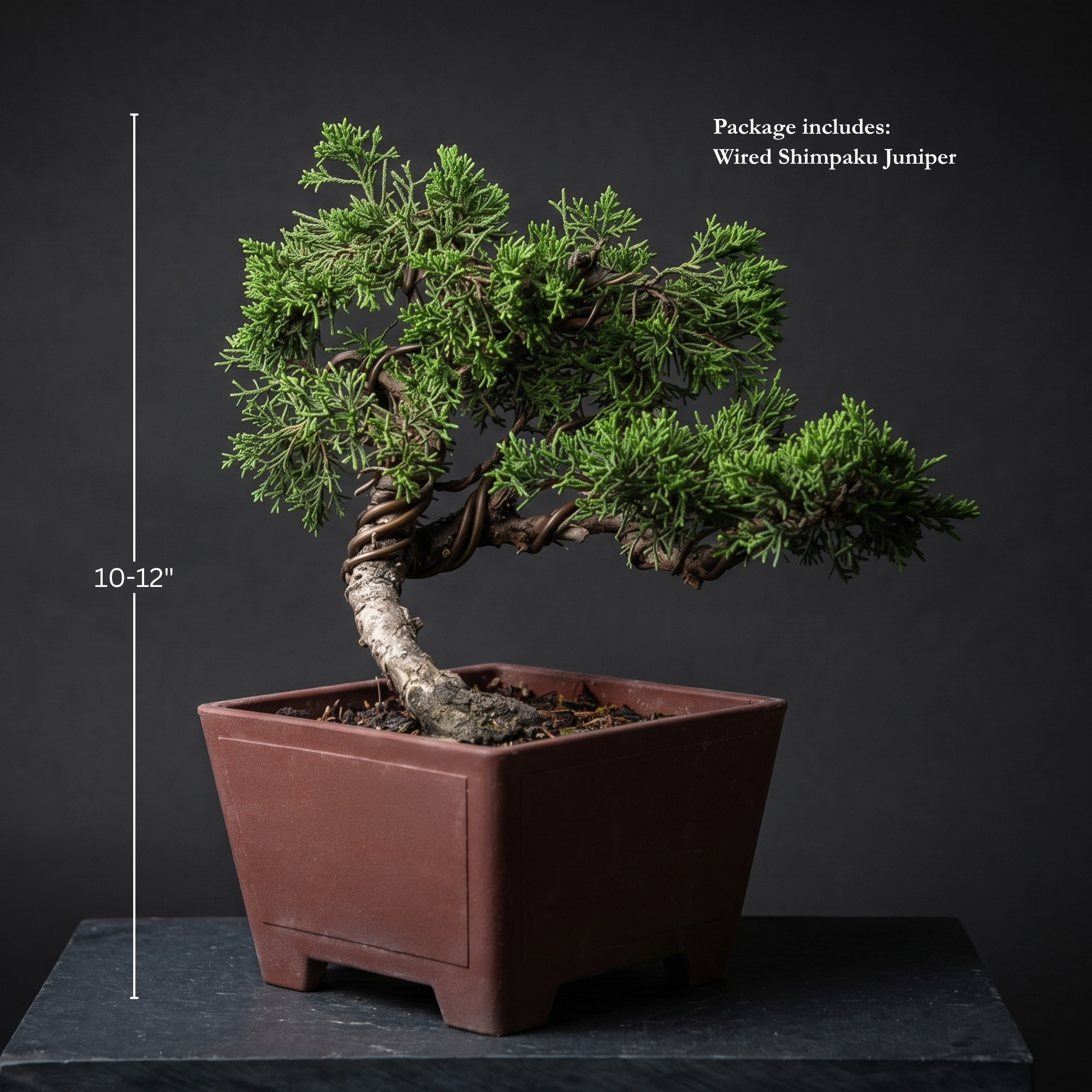 Wired Shimpaku Juniper Bonsai Tree - Hand-Styled Artistic Twisted Trunk