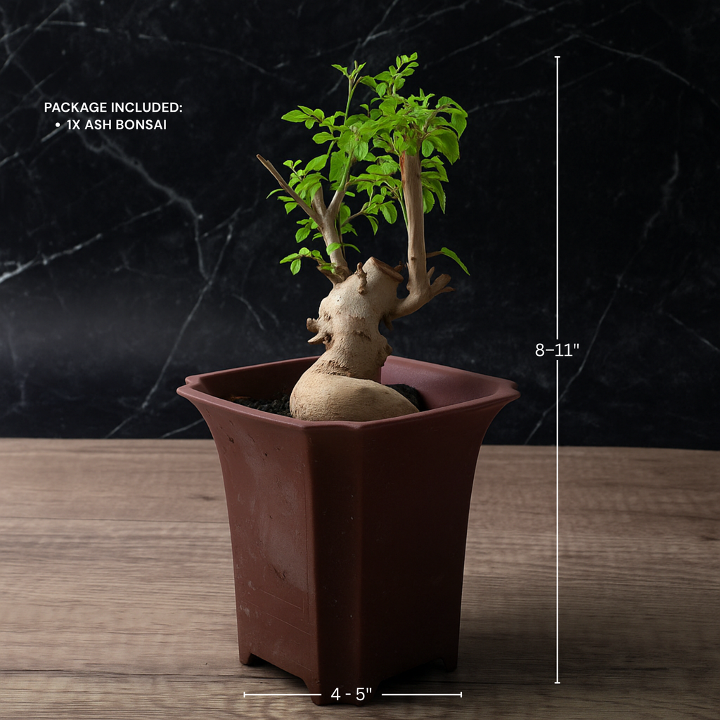 Ash Bonsai Old Stump – 10-Year-Old Mini Bonsai with Thick Trunk