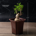 Ash Bonsai Old Stump – 10-Year-Old Mini Bonsai with Thick Trunk