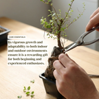 Chinese Elm Bonsai Tree Seedling