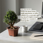 Mini Japanese Boxwood Christmas Tree Bonsai