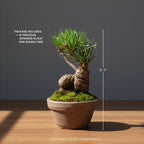 Hand-Cultivated Japanese Black Pine Bonsai with Sculptural Ball-Shaped Trunk
