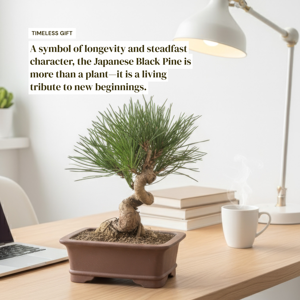 Long-Needle Japanese Black Pine Bonsai