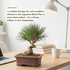 Long-Needle Japanese Black Pine Bonsai