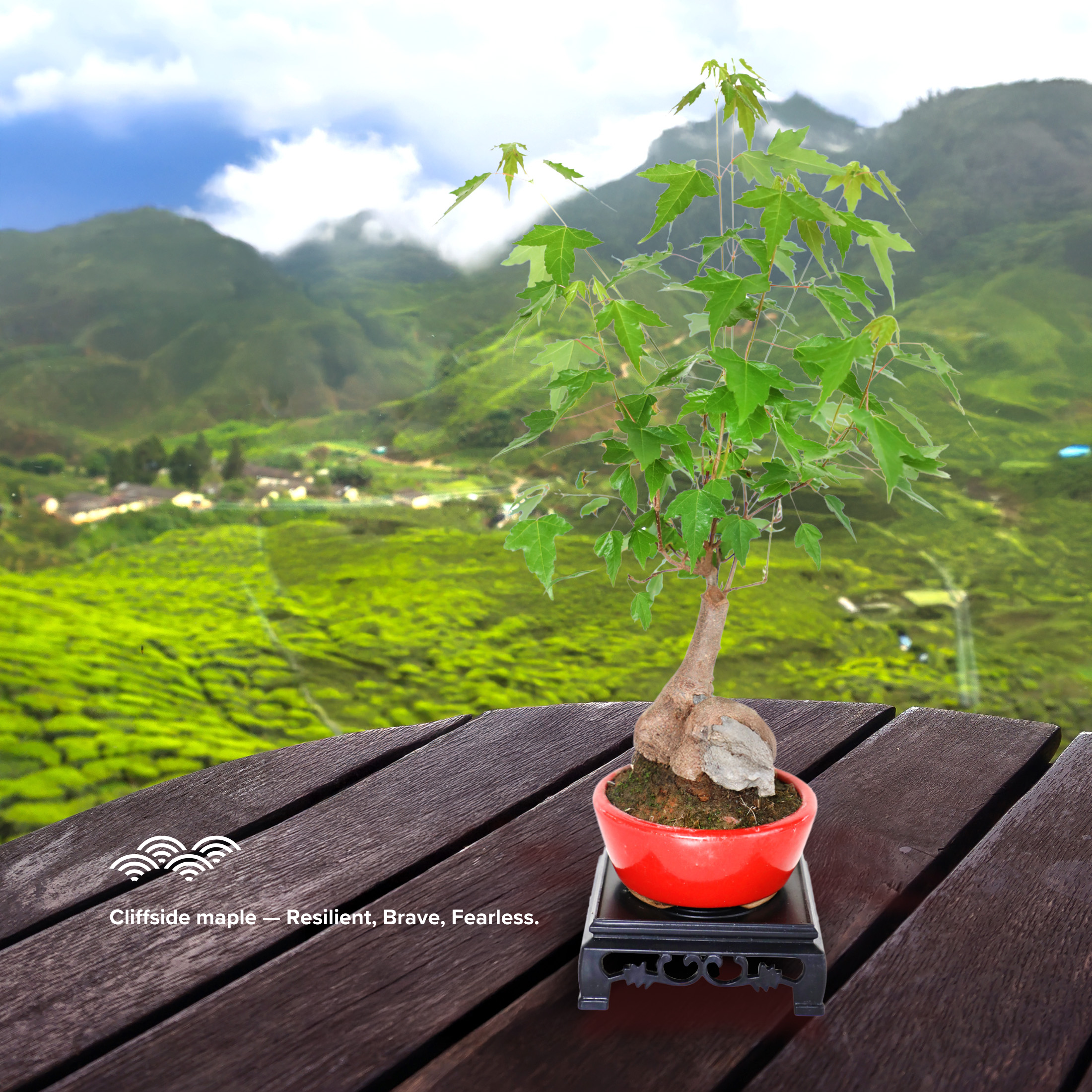 Mini Trident Maple Bonsai