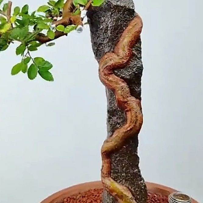 Chinese Elm Bonsai Tree