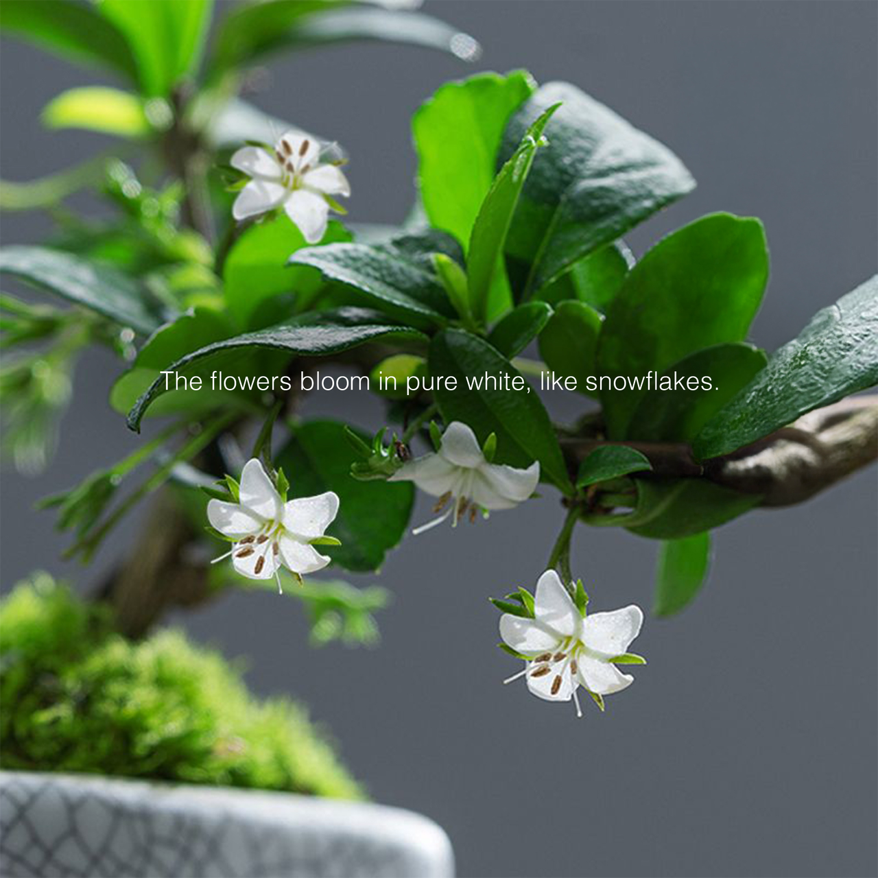 Mini Fukien Tea Bonsai