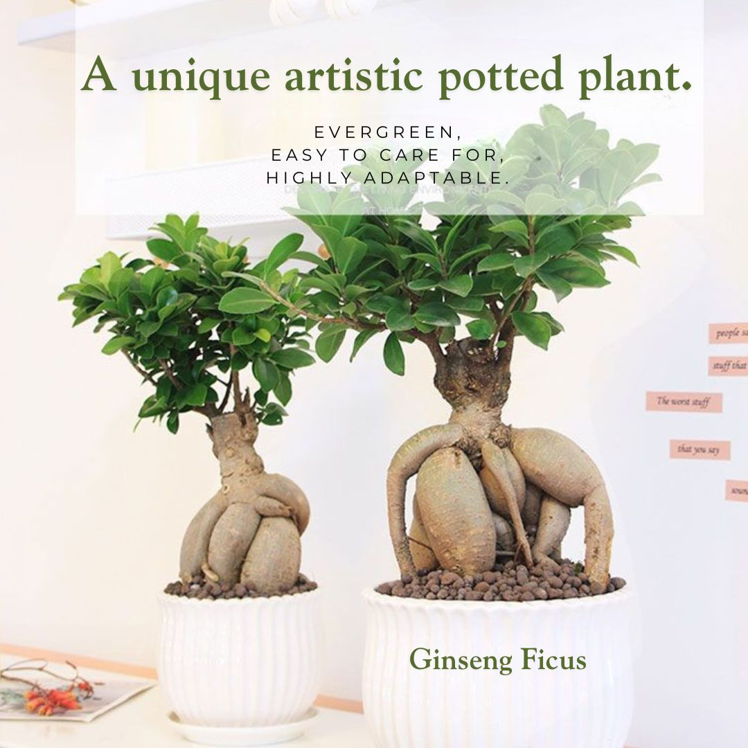 ginseng bonsai tree care Ginseng Ficus Bonsai – Time in Pot