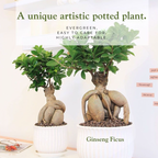 Ginseng Ficus Bonsai