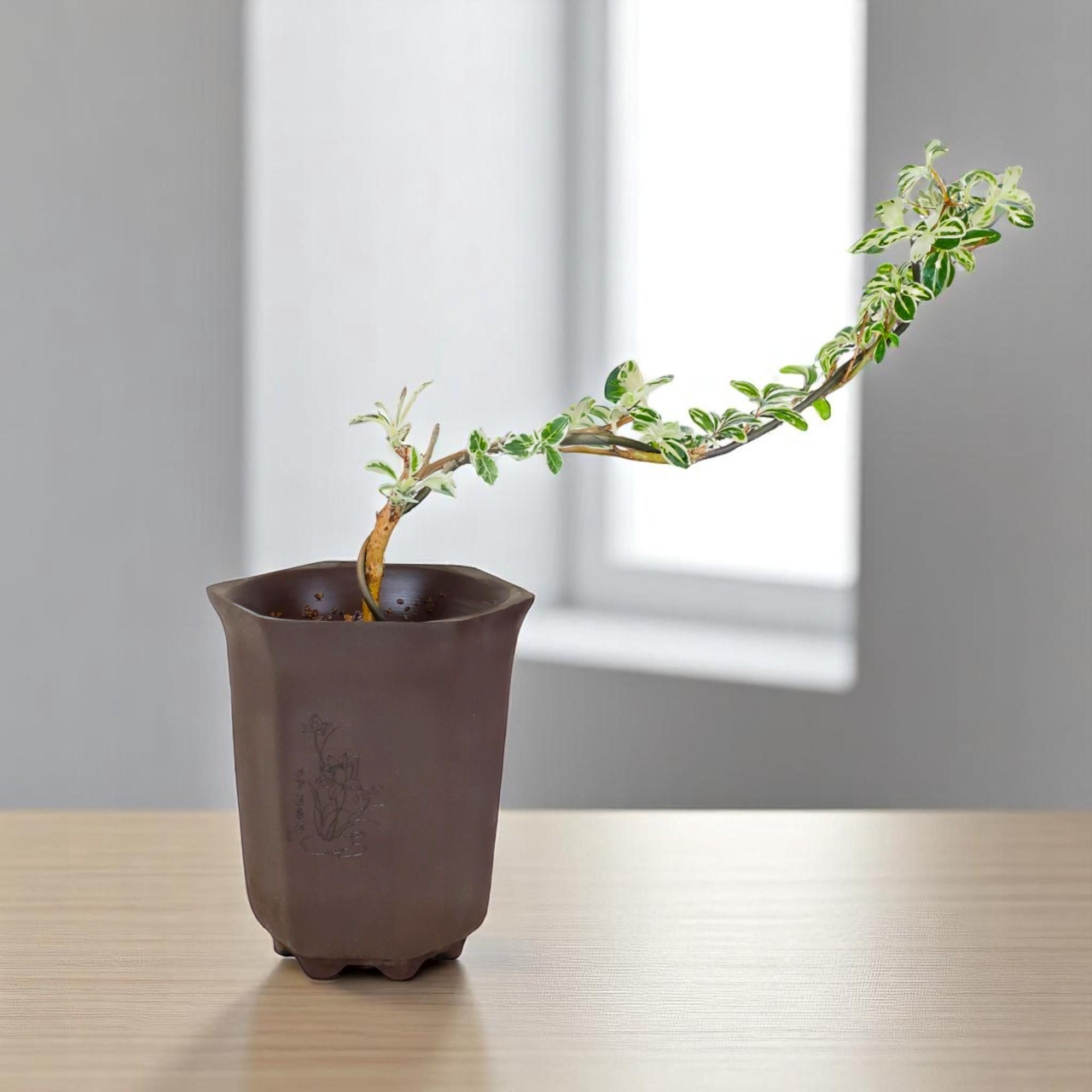 "Snow in June" Mini Variegated Snowrose Bonsai