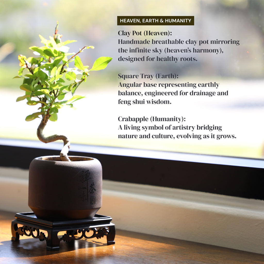 Mini Quince Bonsai
