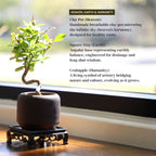 Mini Quince Bonsai