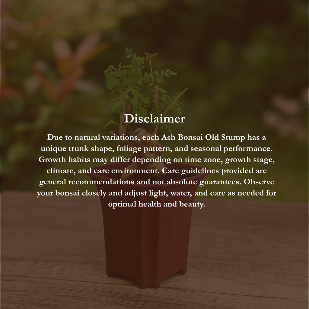 Ash Bonsai Old Stump – 10-Year-Old Mini Bonsai with Thick Trunk