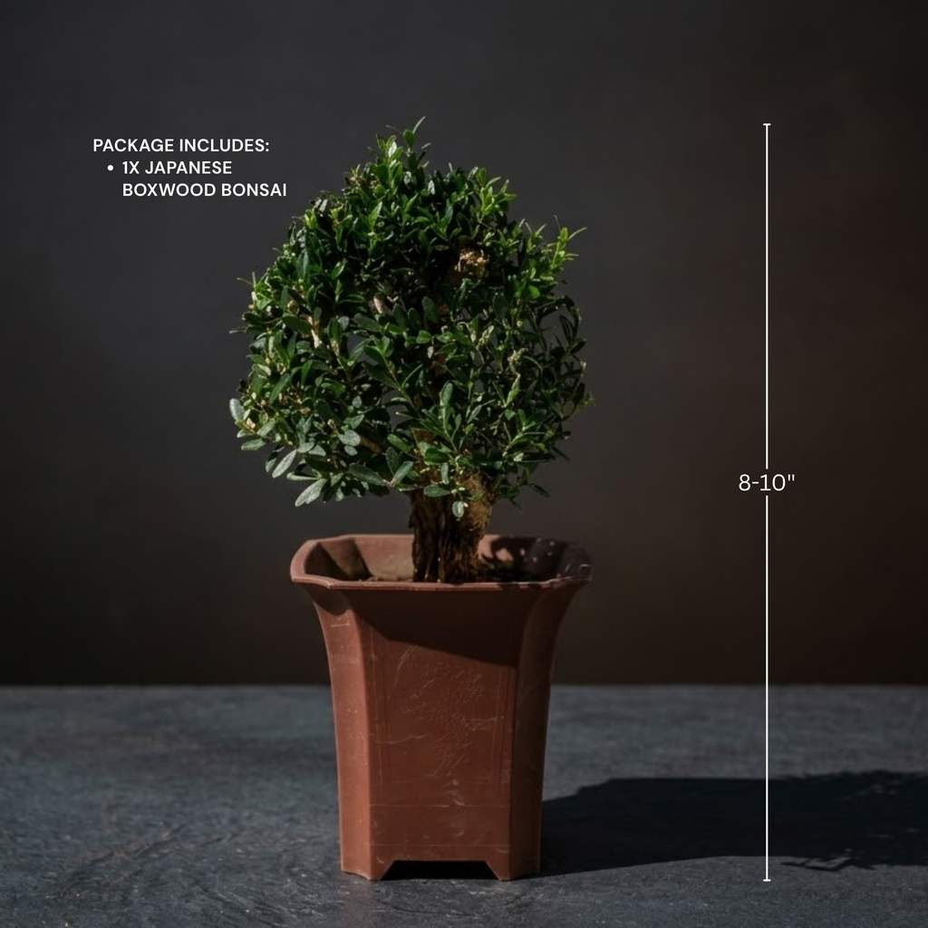 Mini Japanese Boxwood Christmas Tree Bonsai