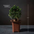 Mini Japanese Boxwood Christmas Tree Bonsai