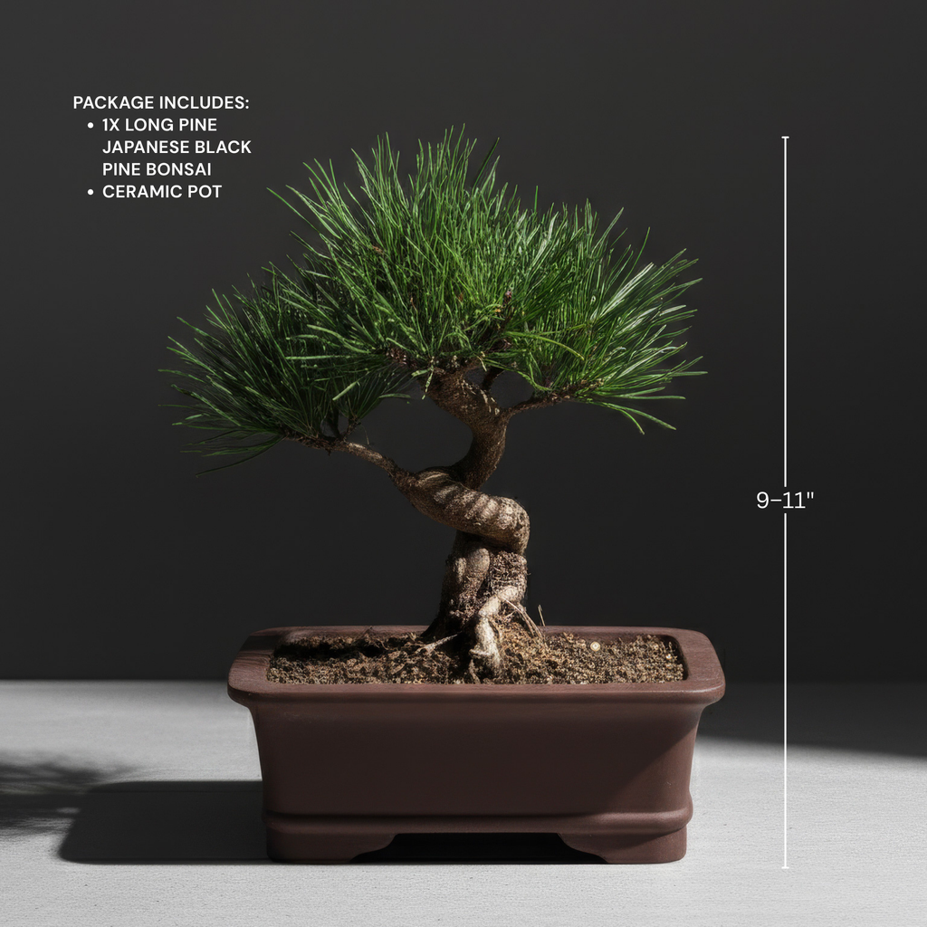Long-Needle Japanese Black Pine Bonsai