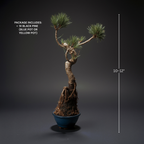 Literati-Style Japanese Black Pine – Twisted Trunk Evergreen Bonsai