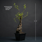 Chinese Elm Bonsai Tree Seedling