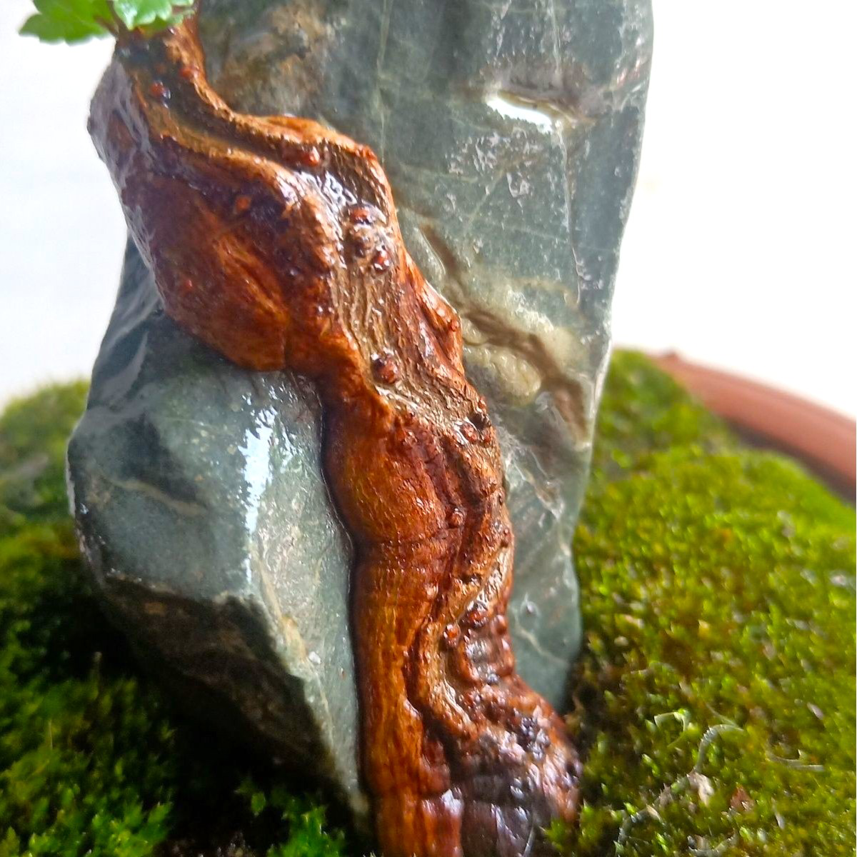 Chinese Elm Bonsai Tree