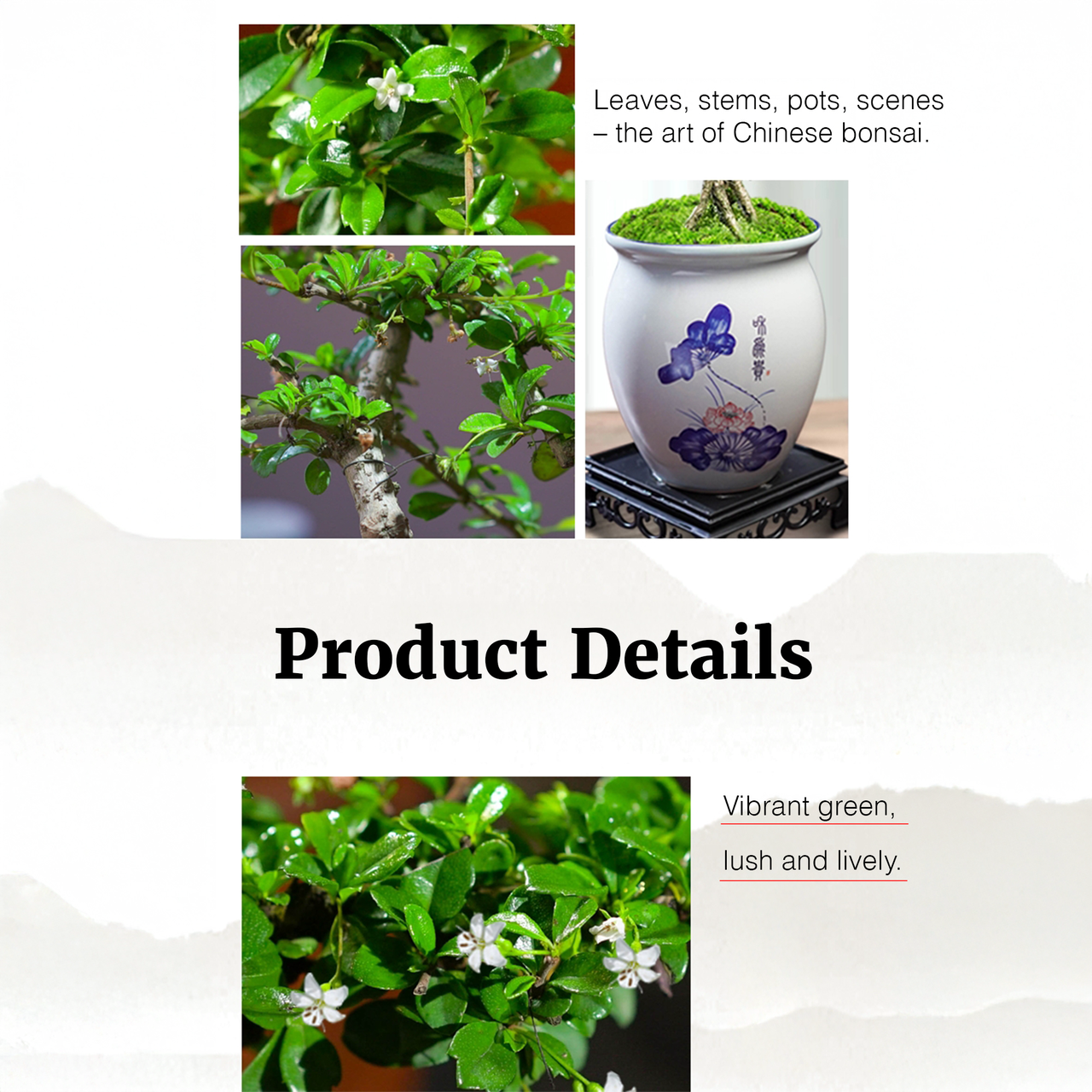Mini Fukien Tea Bonsai