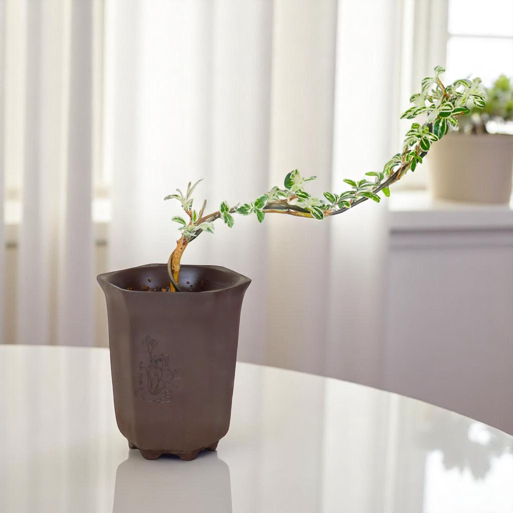 "Snow in June" Mini Variegated Snowrose Bonsai