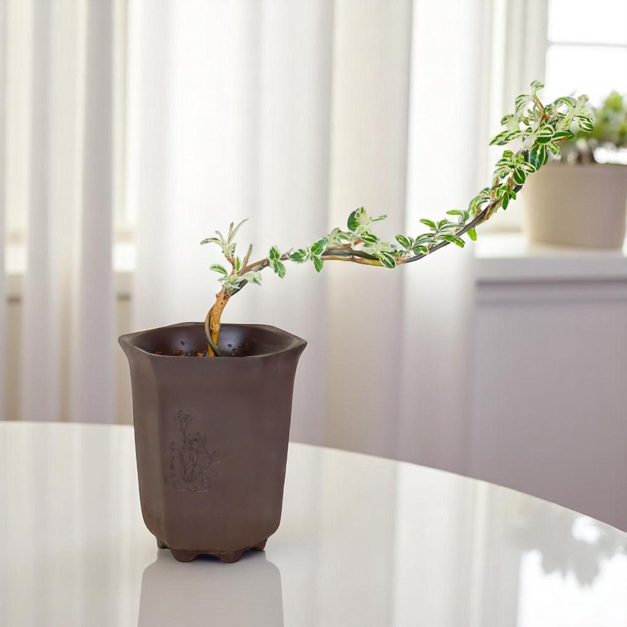 "Snow in June" Mini Variegated Snowrose Bonsai