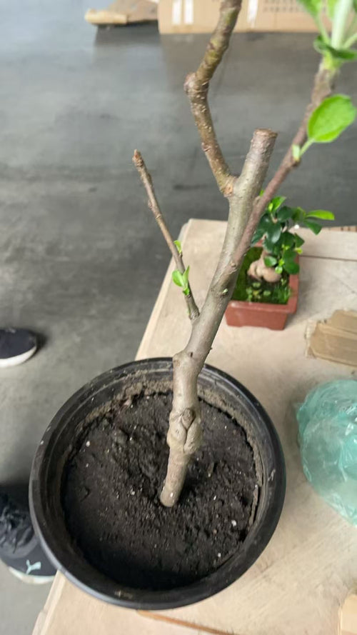 Dwarf Ruixue Apple Bonsai Tree