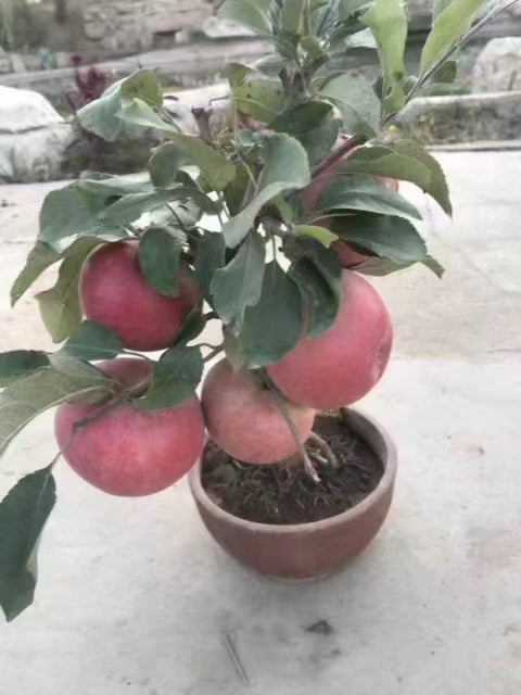 Dwarf Ruixue Apple Bonsai Tree