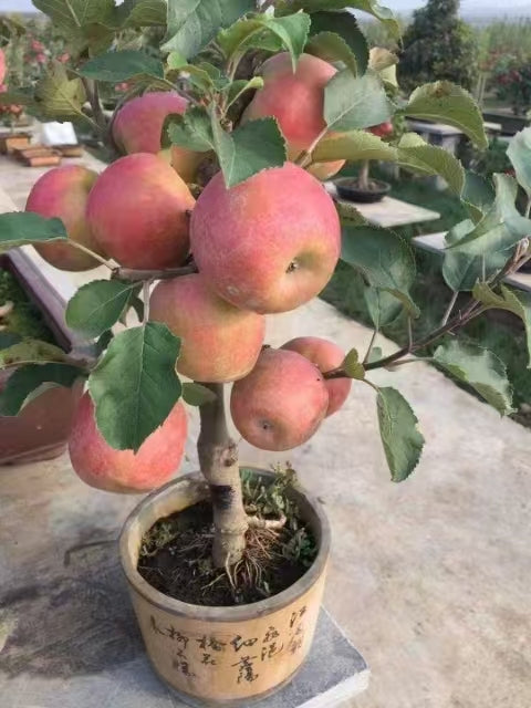 Dwarf Ruixue Apple Bonsai Tree