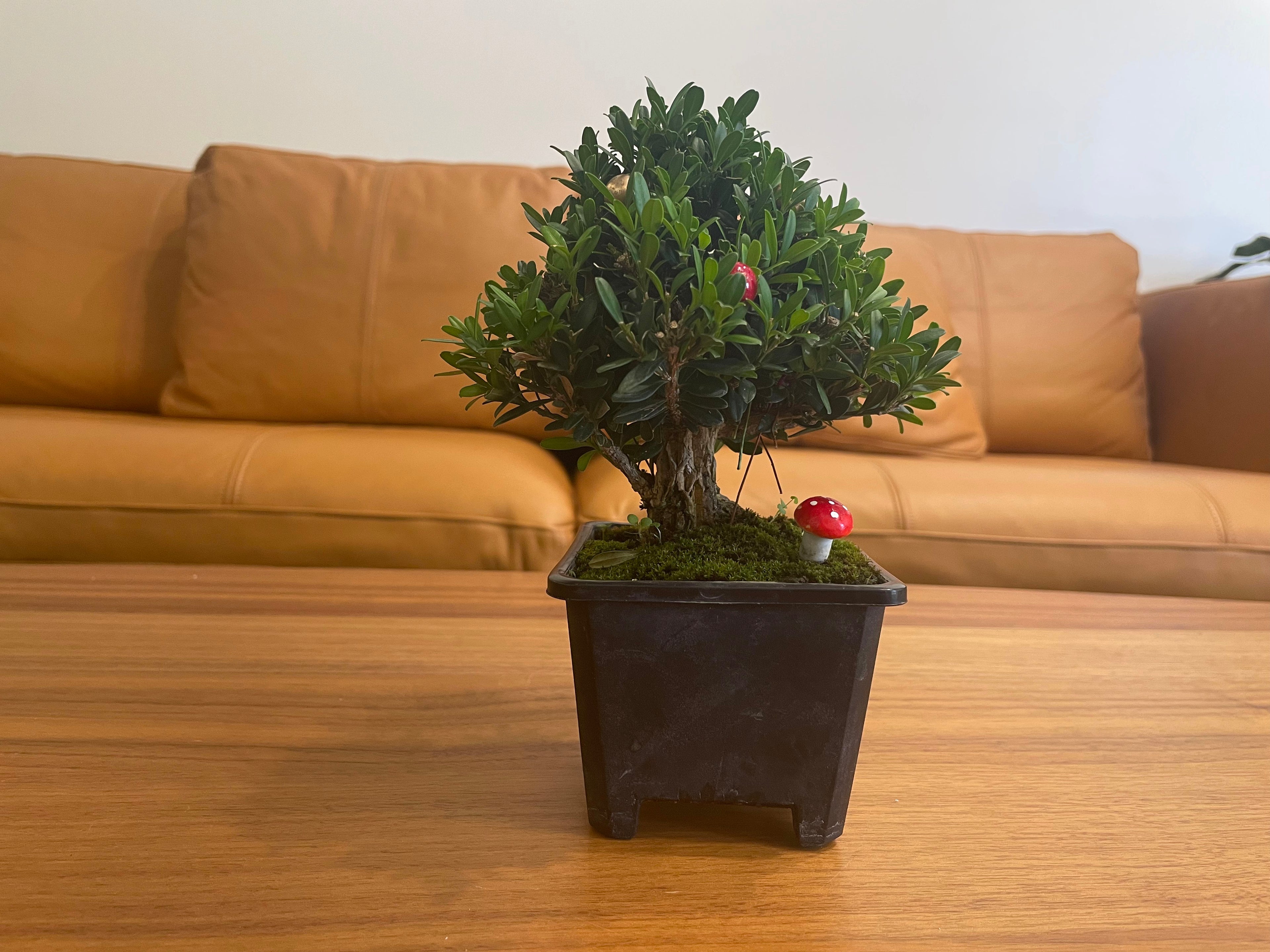 Mini Japanese Boxwood Christmas Tree Bonsai