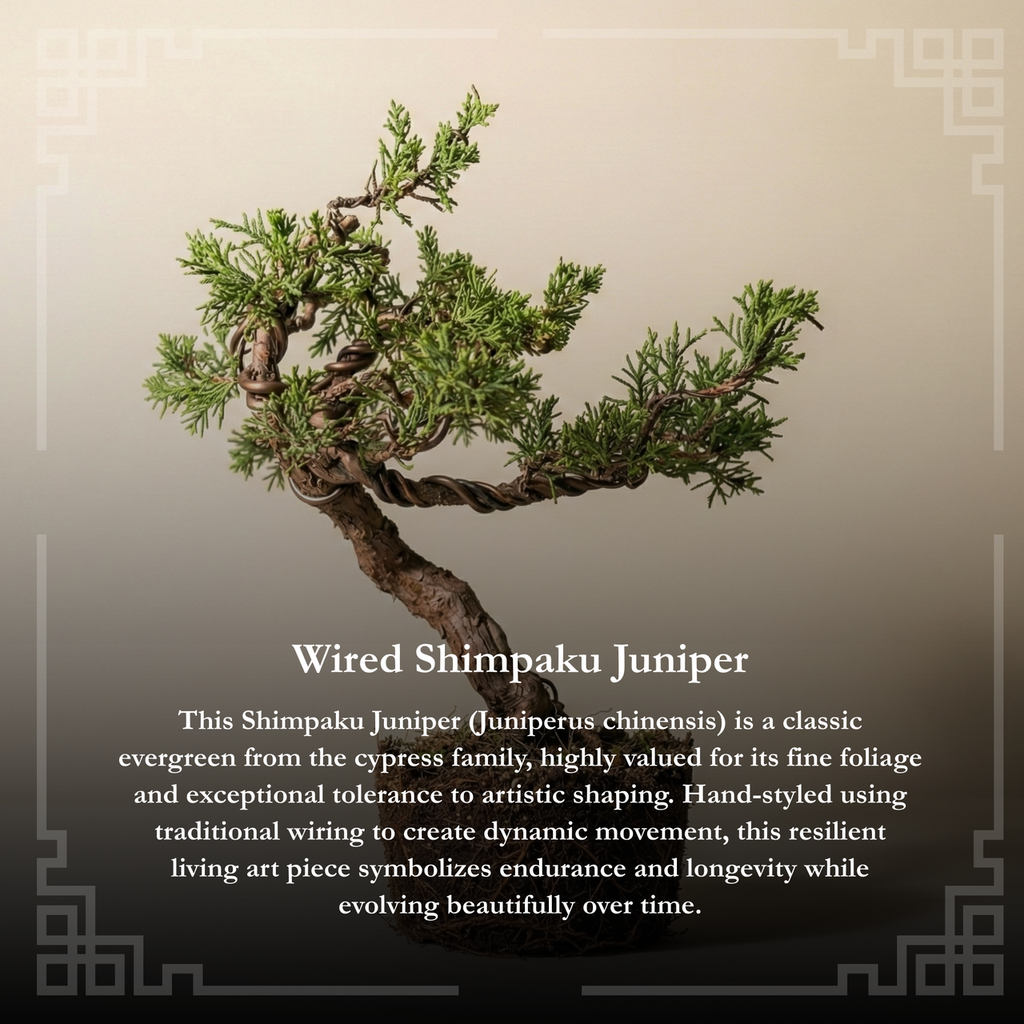 Wired Shimpaku Juniper Bonsai Tree - Artistic Twisted Trunk Juniperus chinensis,Hand-Styled Artistic Juniper Bonsai,Live Mini Bonsai