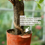 Chinese Elm Bonsai Tree