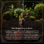 Chinese Elm Bonsai Tree