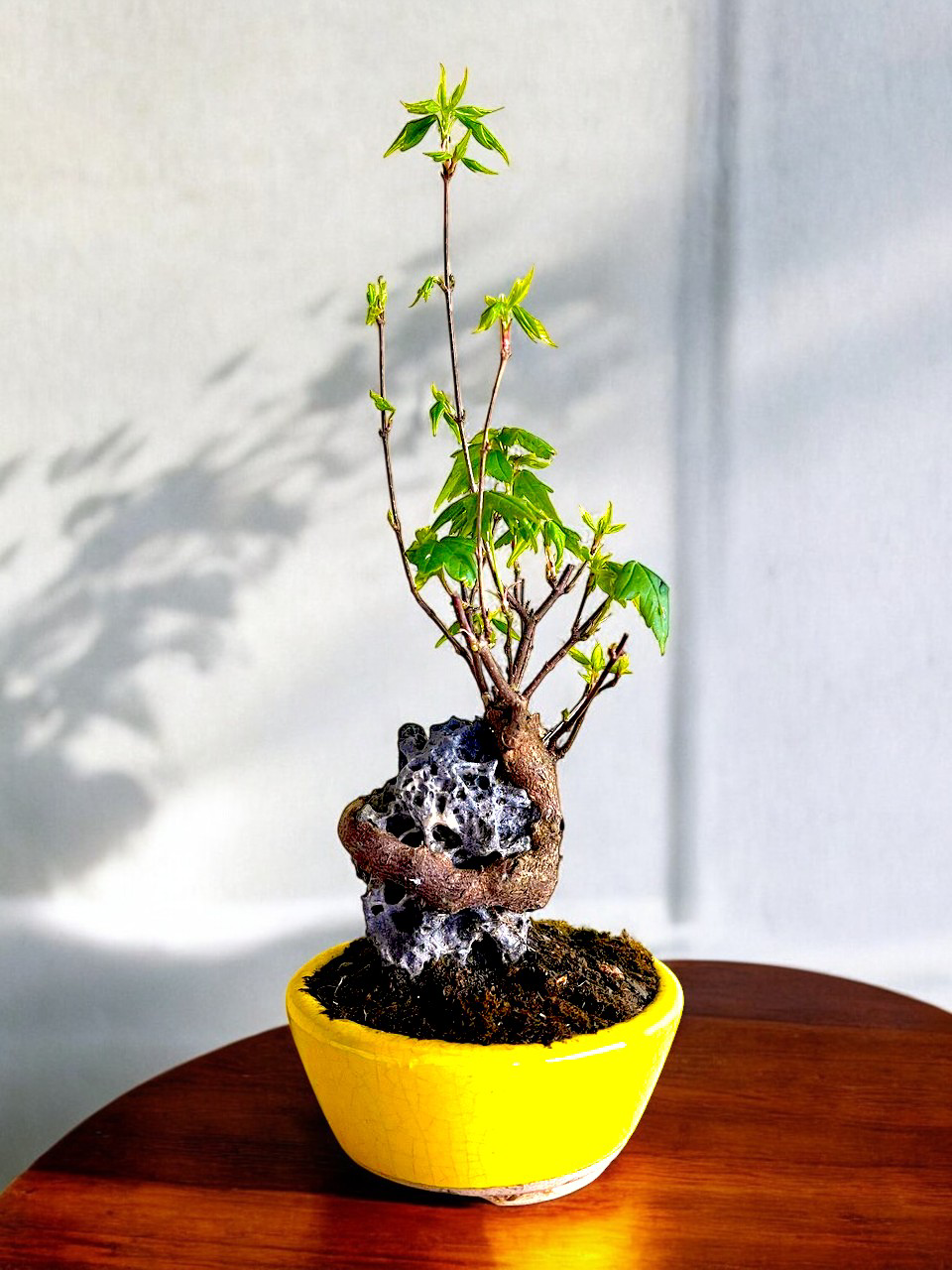 Mini Trident Maple Bonsai