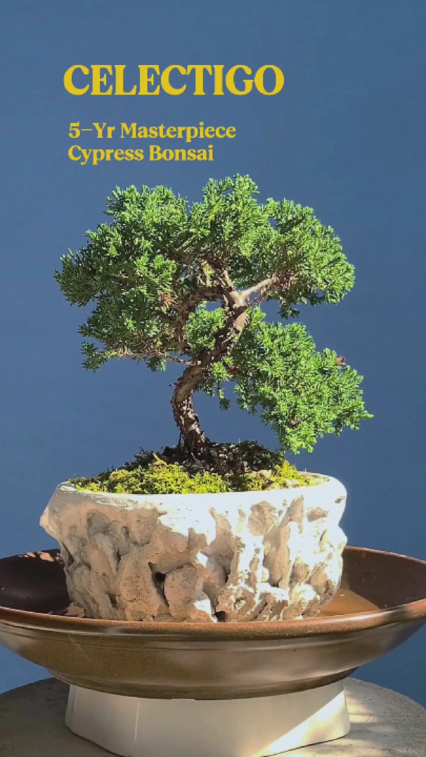 Shimpaku Juniper Cypress Bonsai
