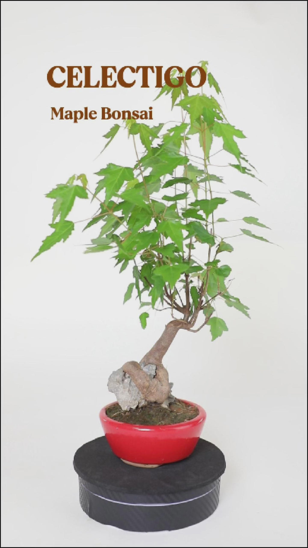 Mini Trident Maple Bonsai
