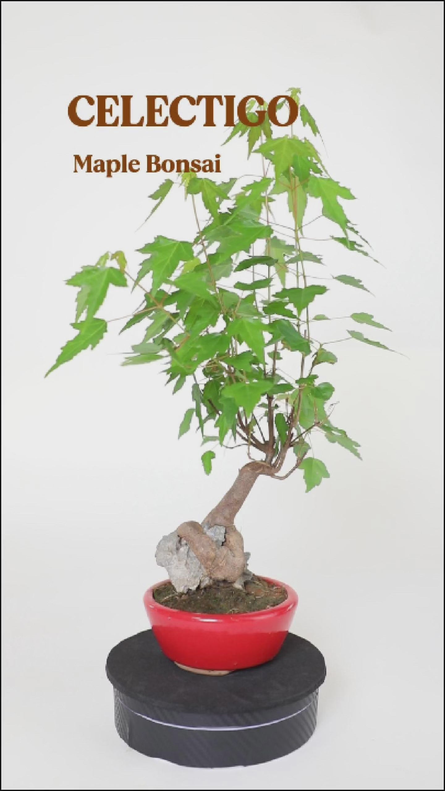 Mini Trident Maple Bonsai