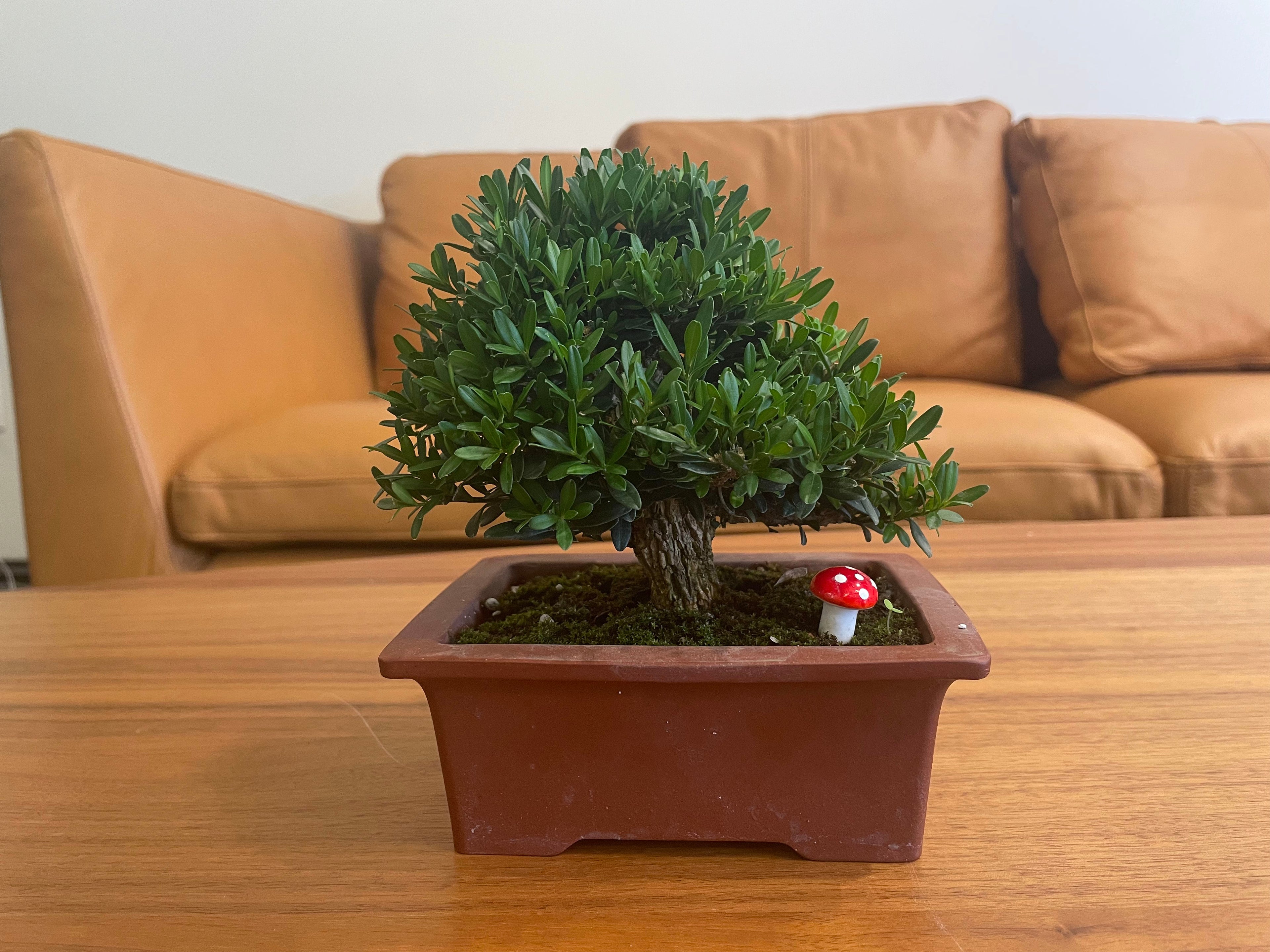 Mini Japanese Boxwood Christmas Tree Bonsai